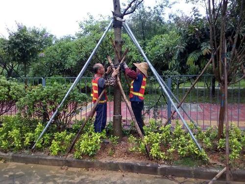 廣州綠化養護防寒措施