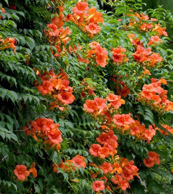 凌霄花的綠化養護