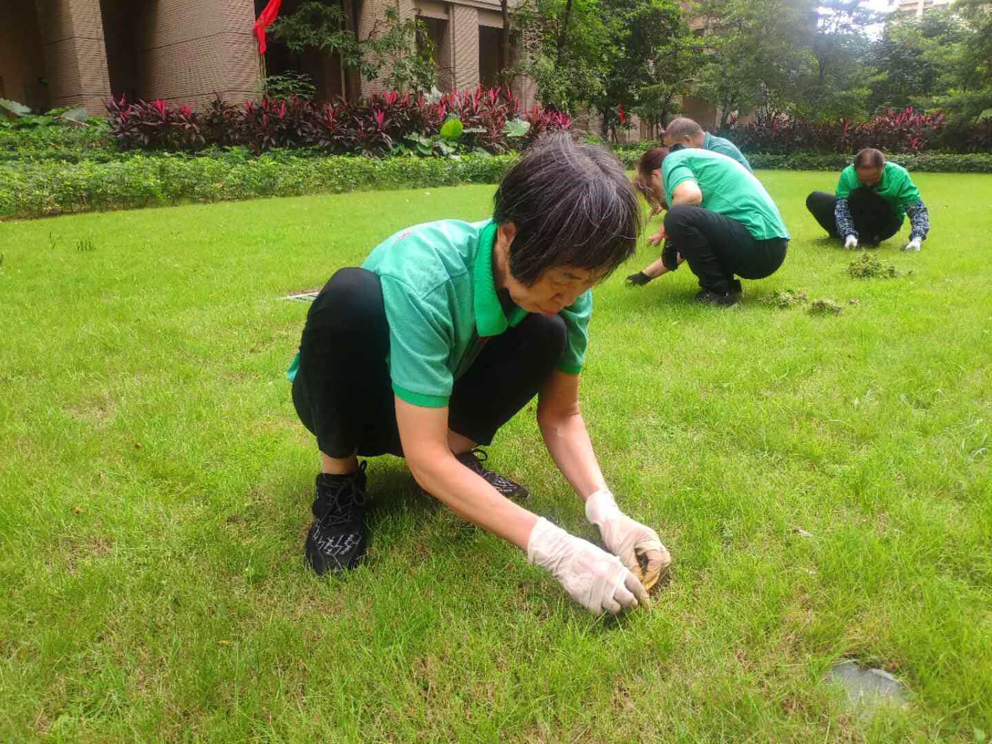 小區綠化養護草坪除草